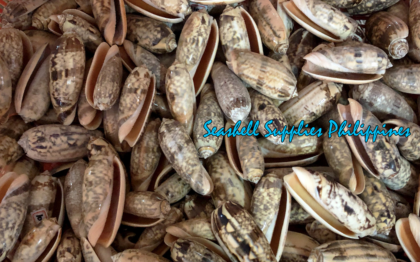 Olive Miniacea | Pacific Common Olive | 3 - 3.5 Inches