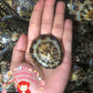 Patella | Common Turtle Limpet | Polished | 2 - 3 Inches