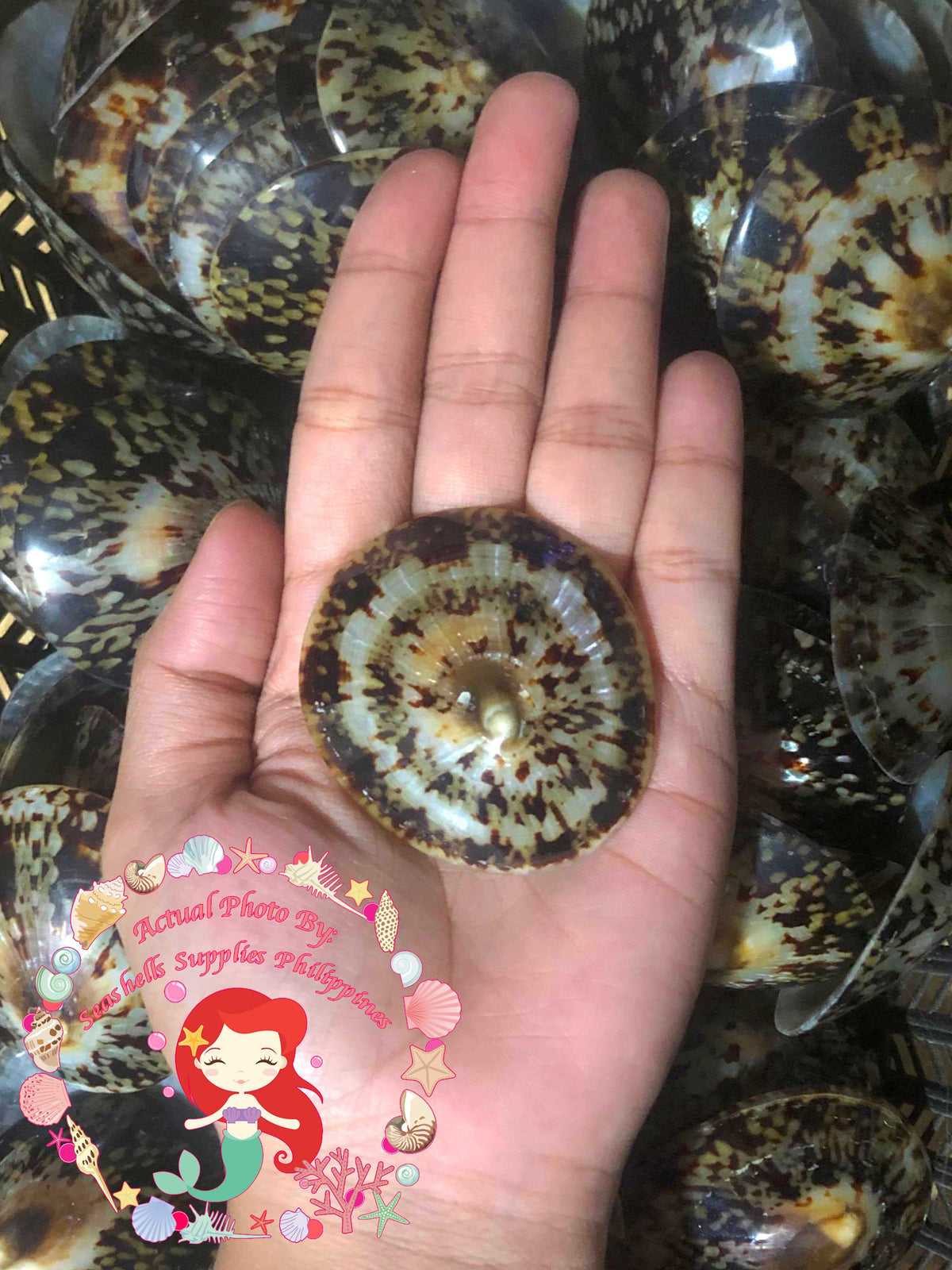 Patella | Common Turtle Limpet | Polished | 2 - 3 Inches