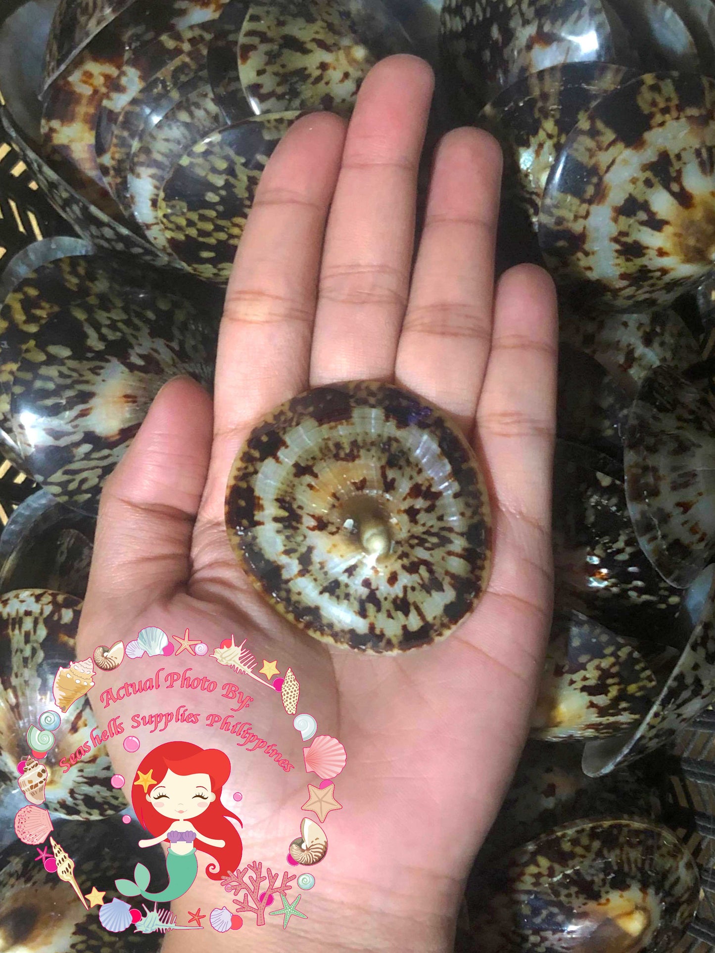 Patella | Common Turtle Limpet | Polished | 2 - 3 Inches