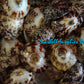 Patella | Common Turtle Limpet | Polished | 2 - 3 Inches