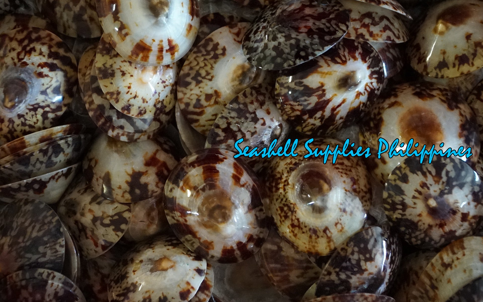 Patella | Common Turtle Limpet | Polished | 2 - 3 Inches