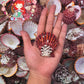 Pecten Pallium | Gloripalium Palium | 1.5 - 2 Inches | Per Piece