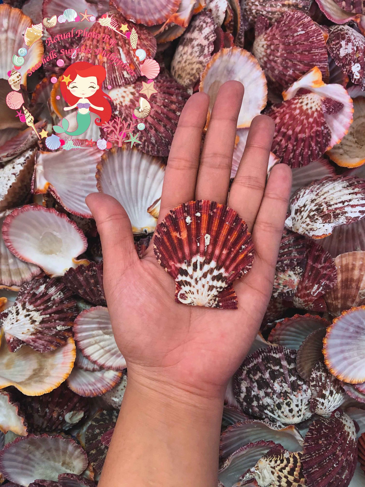 Pecten Pallium | Gloripalium Palium | 1.5 - 2 Inches | Per Piece