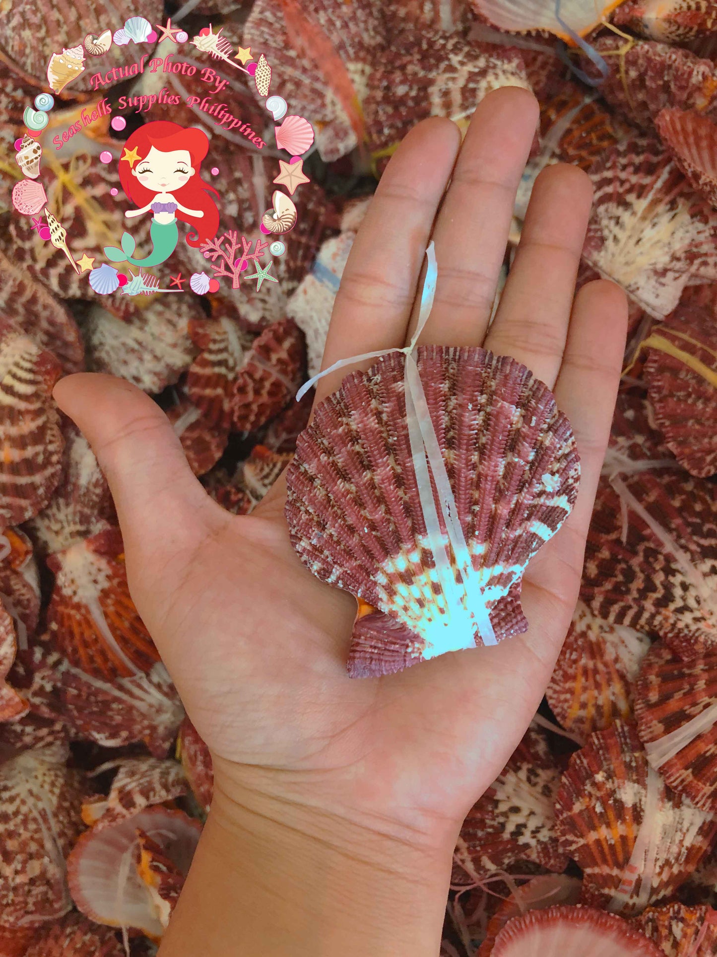 Pecten Pallium | Gloripalium Palium | 1.5 - 2 Inches | Per Piece
