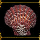 Pecten Pallium | Gloripalium Palium | 1.5 - 2 Inches | Per Piece