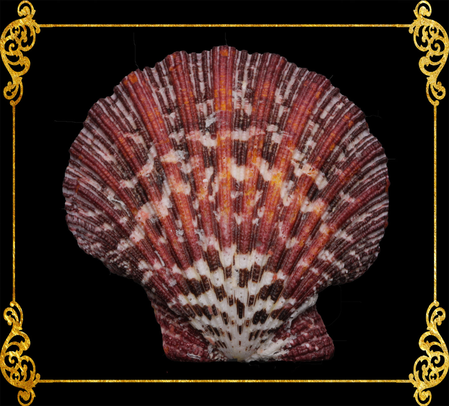 Pecten Pallium | Gloripalium Palium | 1.5 - 2 Inches | Per Piece