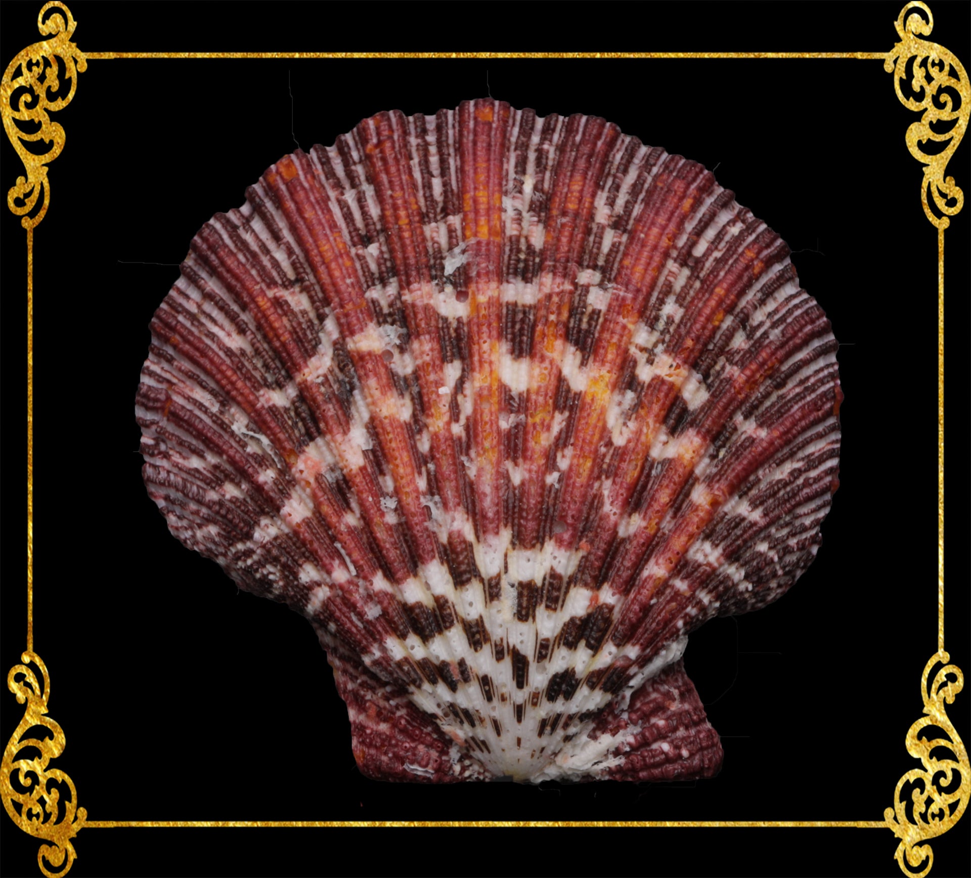 Pecten Pallium | Gloripalium Palium | 1.5 - 2 Inches | Per Pair