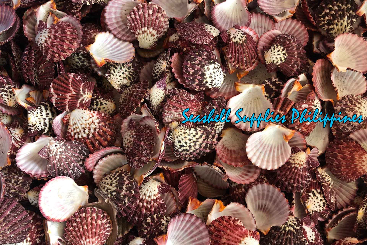 Pecten Pallium | Gloripalium Palium | 1.5 - 2 Inches | Per Pair