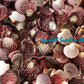 Pecten Pallium | Gloripalium Palium | 1.5 - 2 Inches | Per Piece