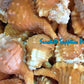 Pyrum | Cymatium Pyrum | Pear Triton | 3 - 4 Inches