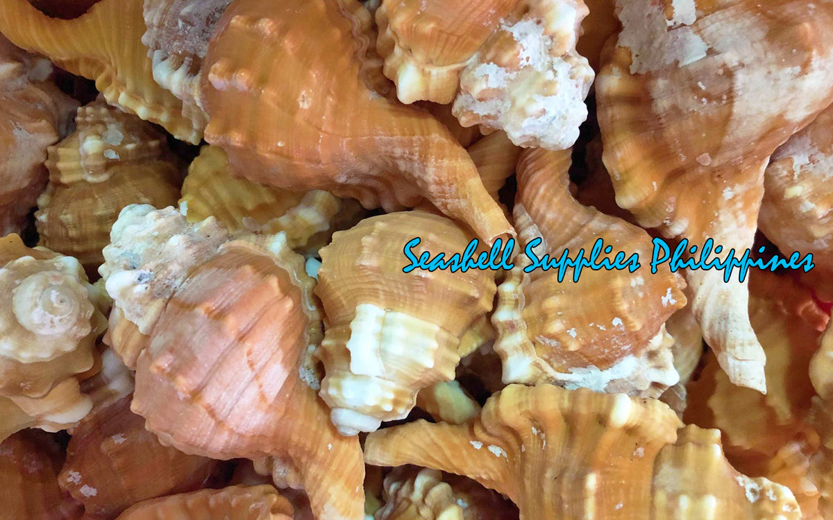 Pyrum | Cymatium Pyrum | Pear Triton | 3 - 4 Inches