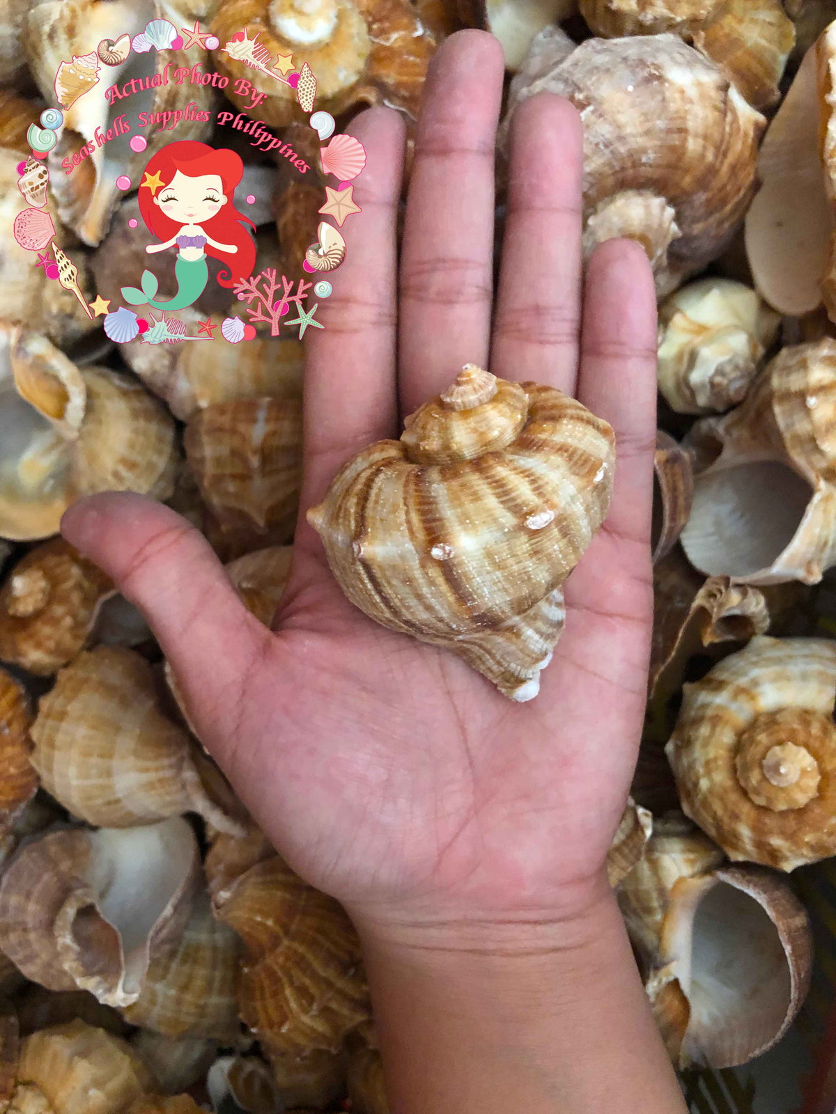 Rapana | Rapana Rapiformis | 2 - 4 Inches