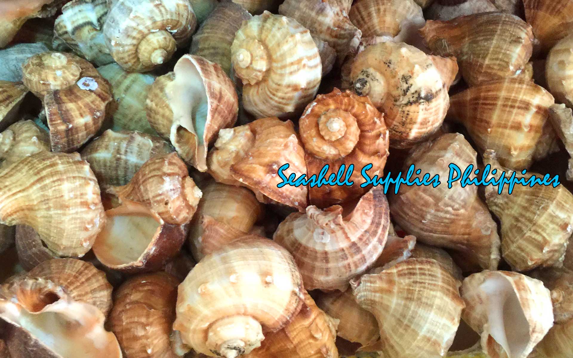 Rapana | Rapana Rapiformis | 2 - 4 Inches