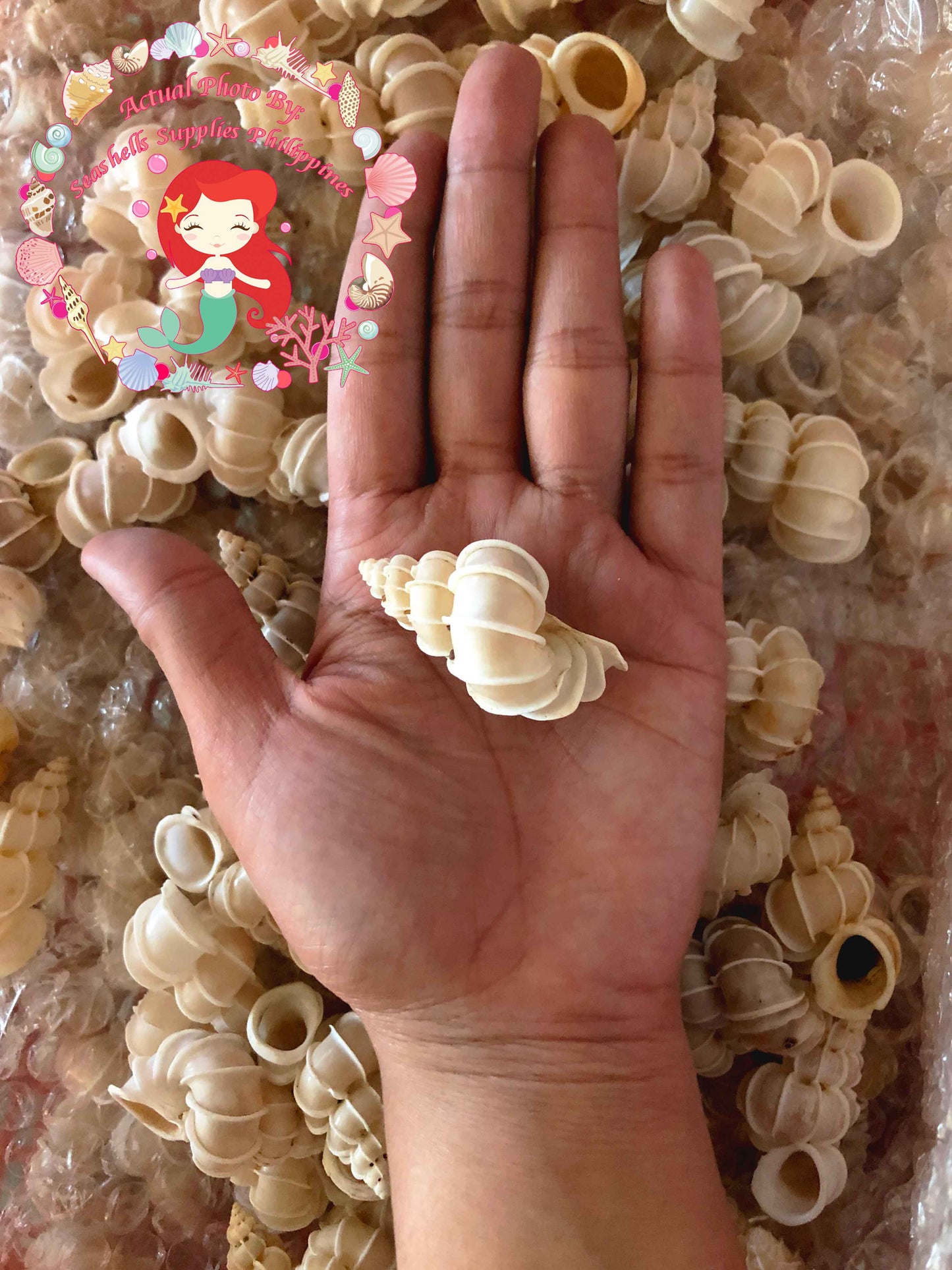 Precious Wentletrap | Epitonium Scalare | 1 - 2 Inches – Seashell ...