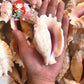 Sinuatus | Laciniate Conch | 3.5 - 4 Inches