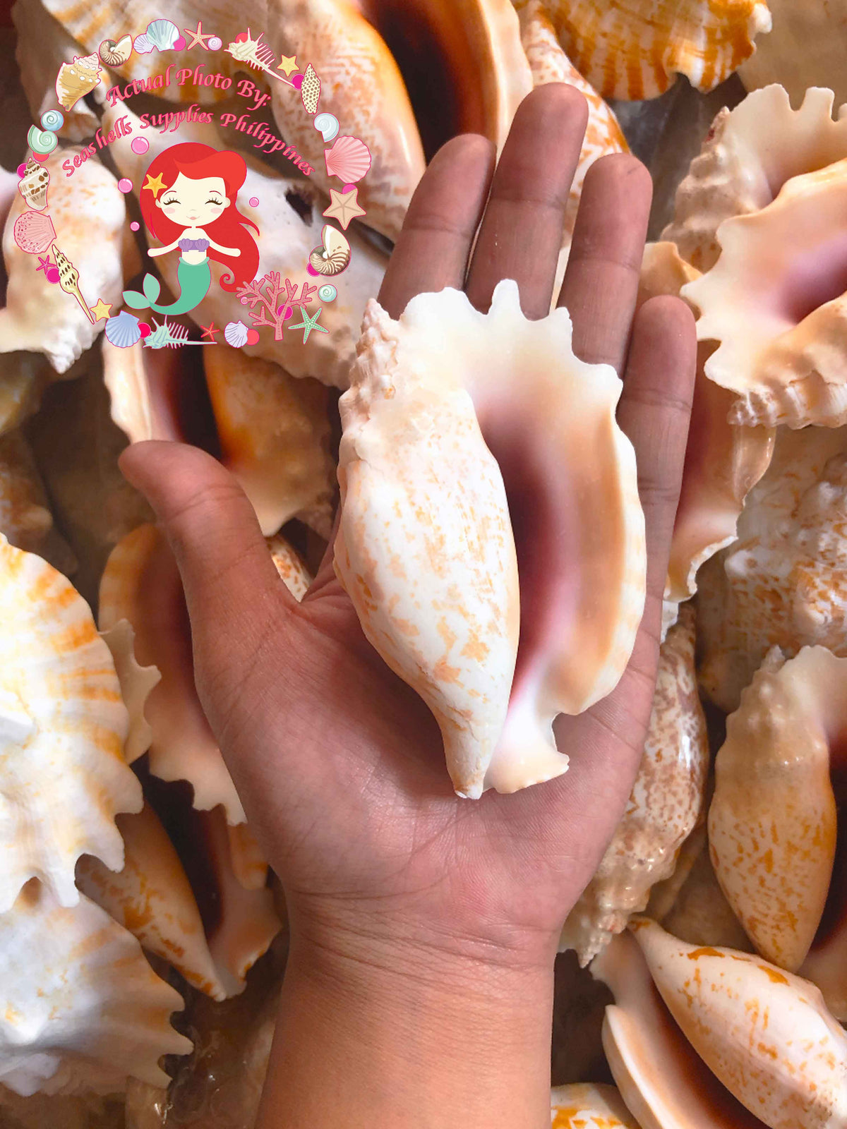 Sinuatus | Laciniate Conch | 2 - 5 Inches