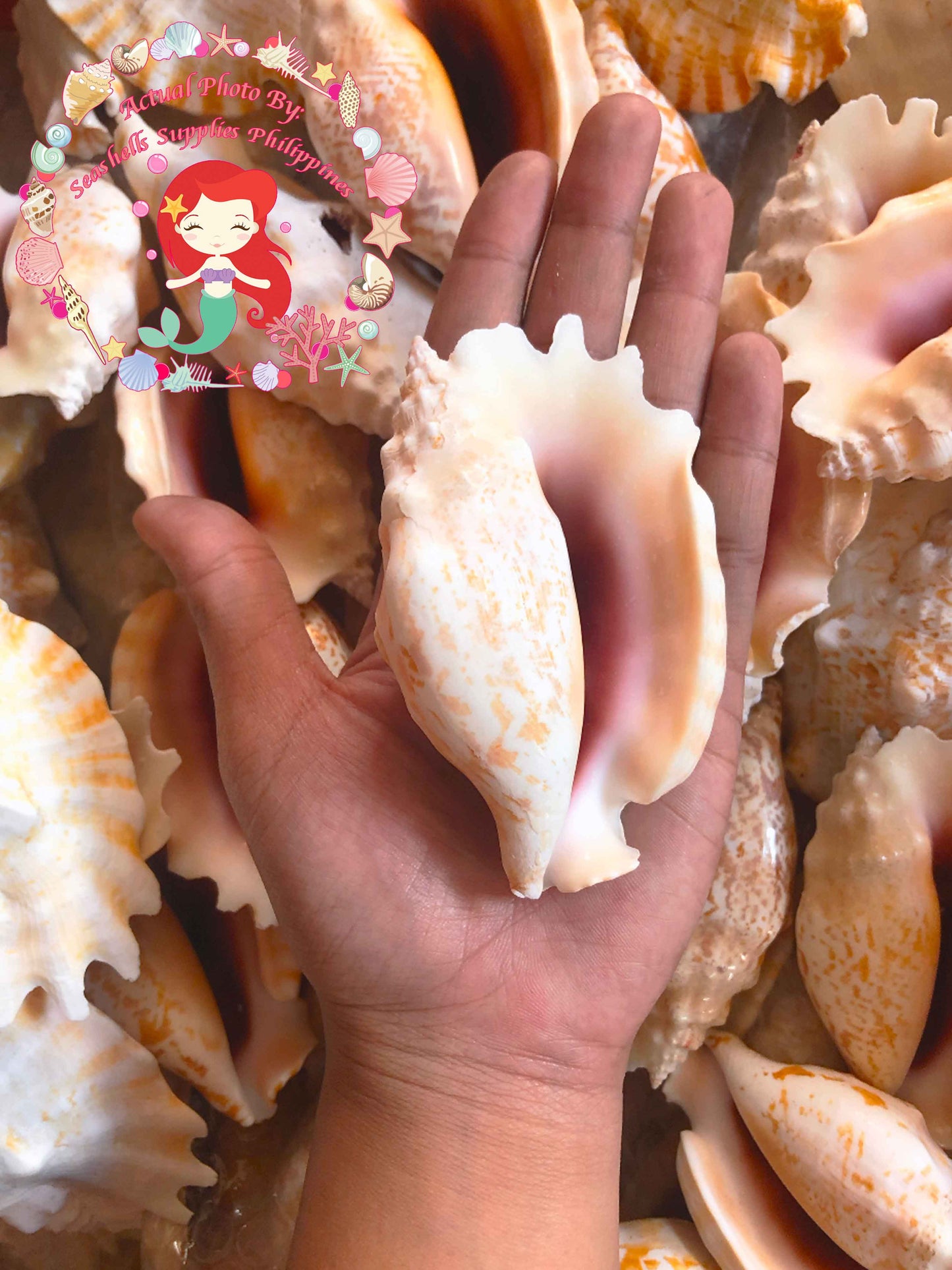 Sinuatus | Laciniate Conch | 3.5 - 4 Inches