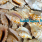 Sinuatus | Laciniate Conch | 3.5 - 4 Inches