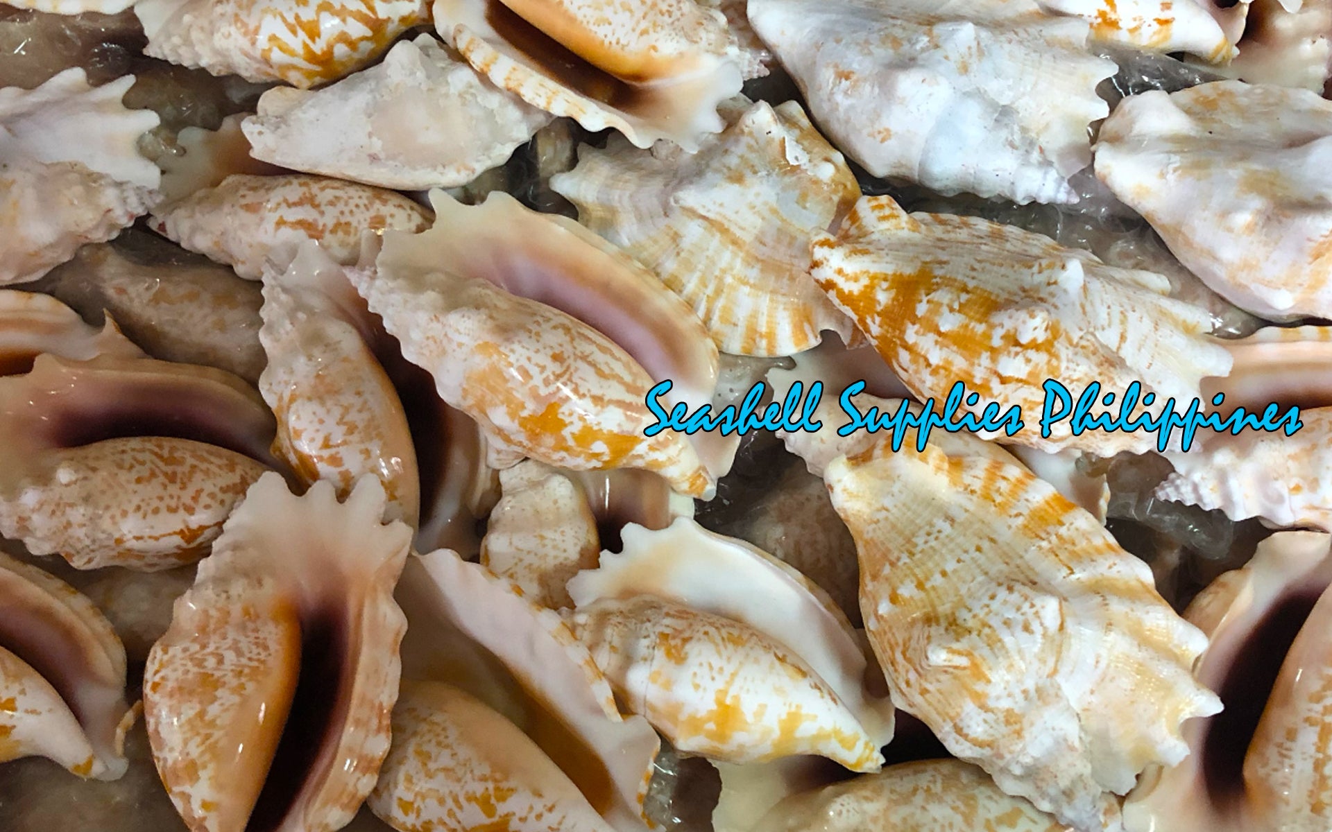 Sinuatus | Laciniate Conch | 2 - 5 Inches