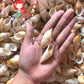 Snail | Landsnail | Long | Amastra Cylindrica | 1.5 - 2 Inches