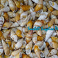 Snail | Landsnail | Long | Amastra Cylindrica | 1.5 - 2 Inches