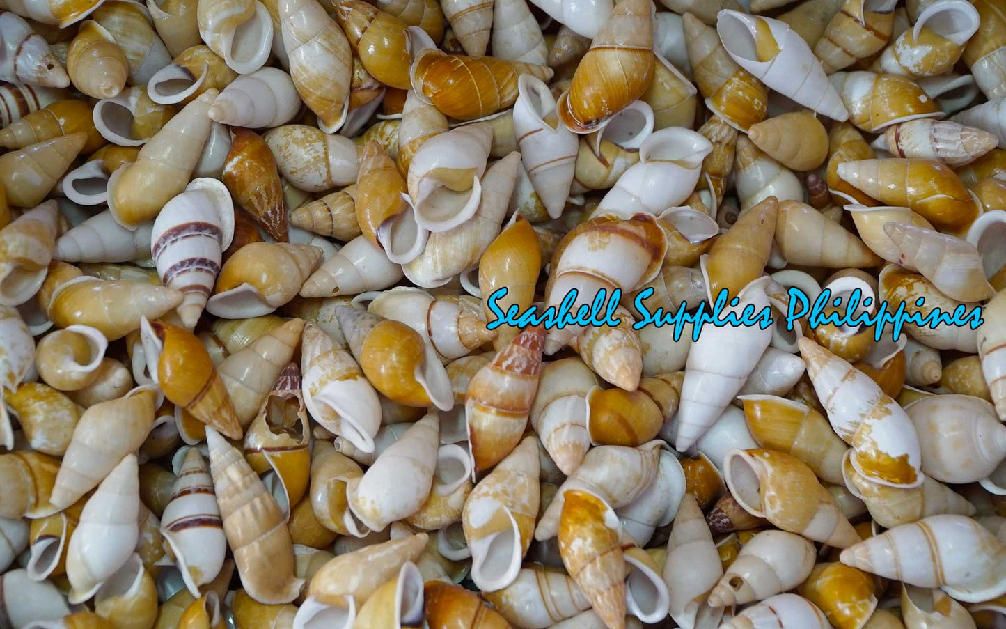 Snail | Landsnail | Long | Amastra Cylindrica | 1.5 - 2 Inches