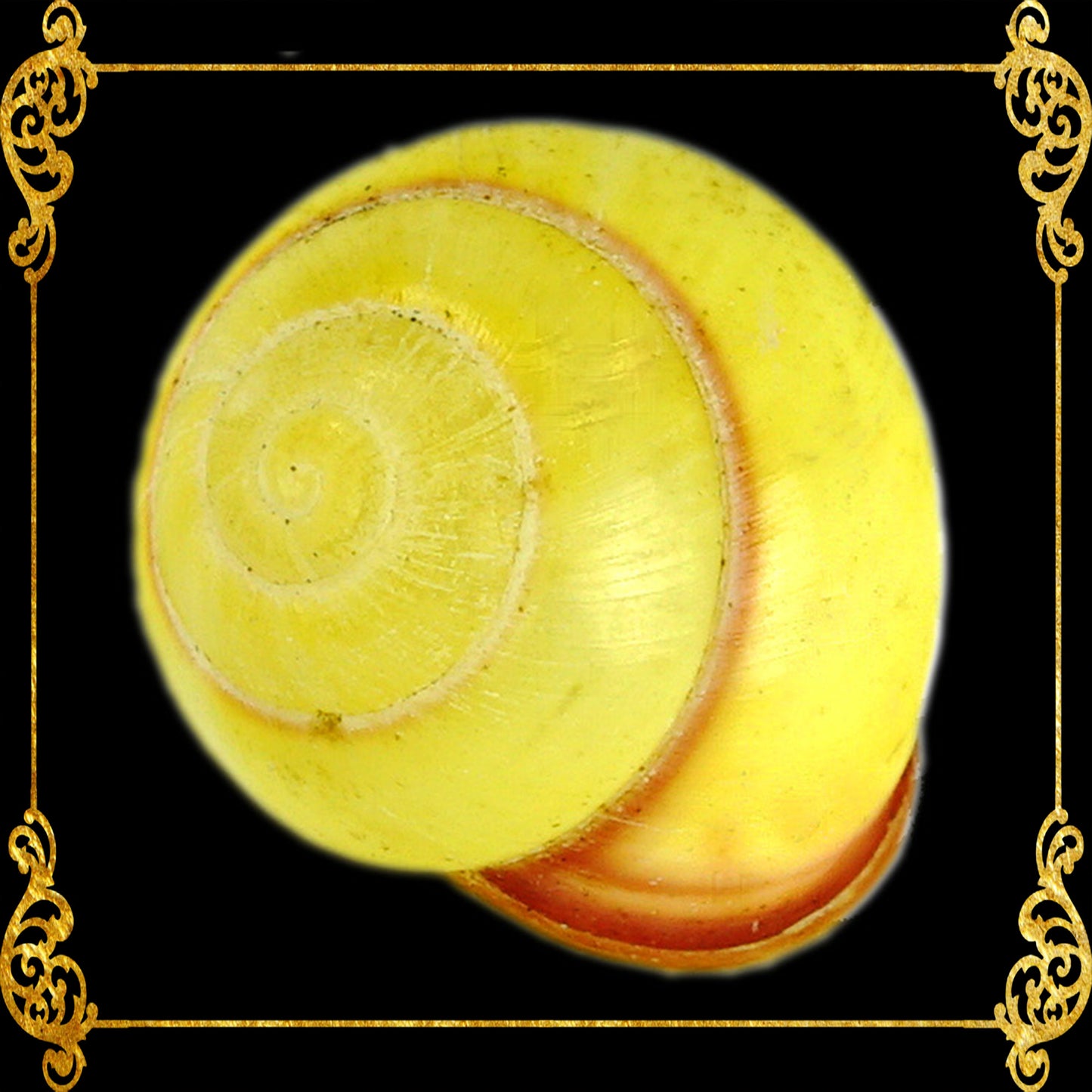 Snail | Yellow Round | Helicostyla Annulata | 1 - 1.5 Inches