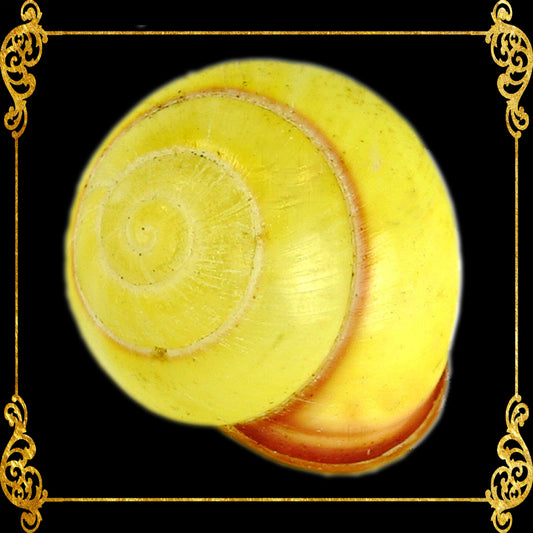 Snail | Yellow Round | Helicostyla Annulata | 1 - 1.5 Inches