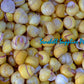 Snail | Yellow Round | Helicostyla Annulata | 1 - 1.5 Inches