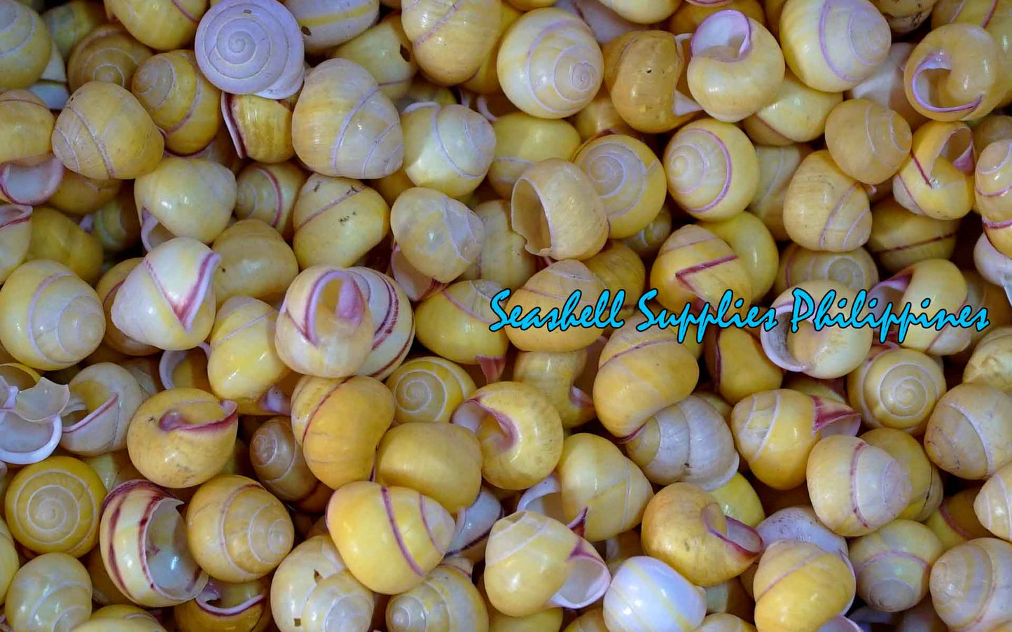 Snail | Yellow Round | Helicostyla Annulata | 1 - 1.5 Inches