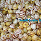 Snail| Yellow Stripe Round | Helicostyla Annulata | 0.5 Inch