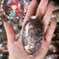 Testudinaria Cyprea | Tortoise Cowry | 3 - 4.5 Inches