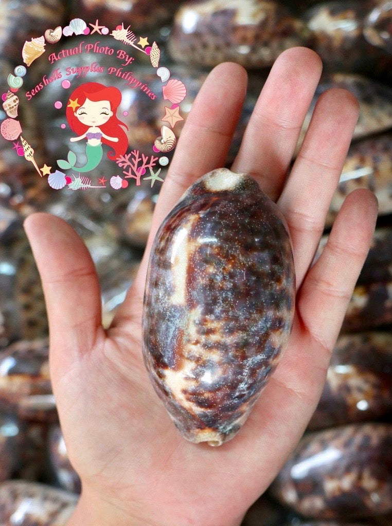 Testudinaria Cyprea | Tortoise Cowry | 3 - 4.5 Inches