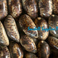 Testudinaria Cyprea | Tortoise Cowry | 3 - 4.5 Inches