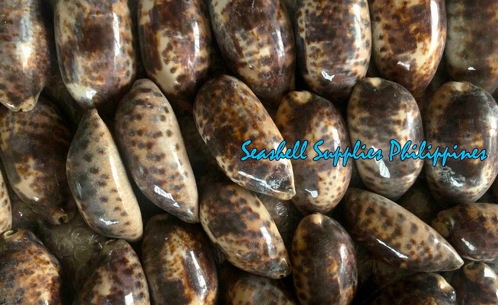 Testudinaria Cyprea | Tortoise Cowry | 3 - 4.5 Inches