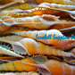 Tibia Fusus | Shinbone Tibia | Tibia Fusus | 6.5 - 7.5 Inches | Large