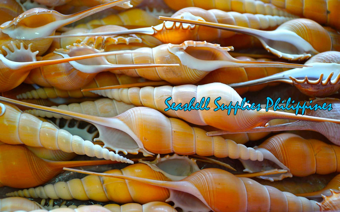 Tibia Fusus | Shinbone Tibia | Tibia Fusus | 6.5 - 7.5 Inches | Large