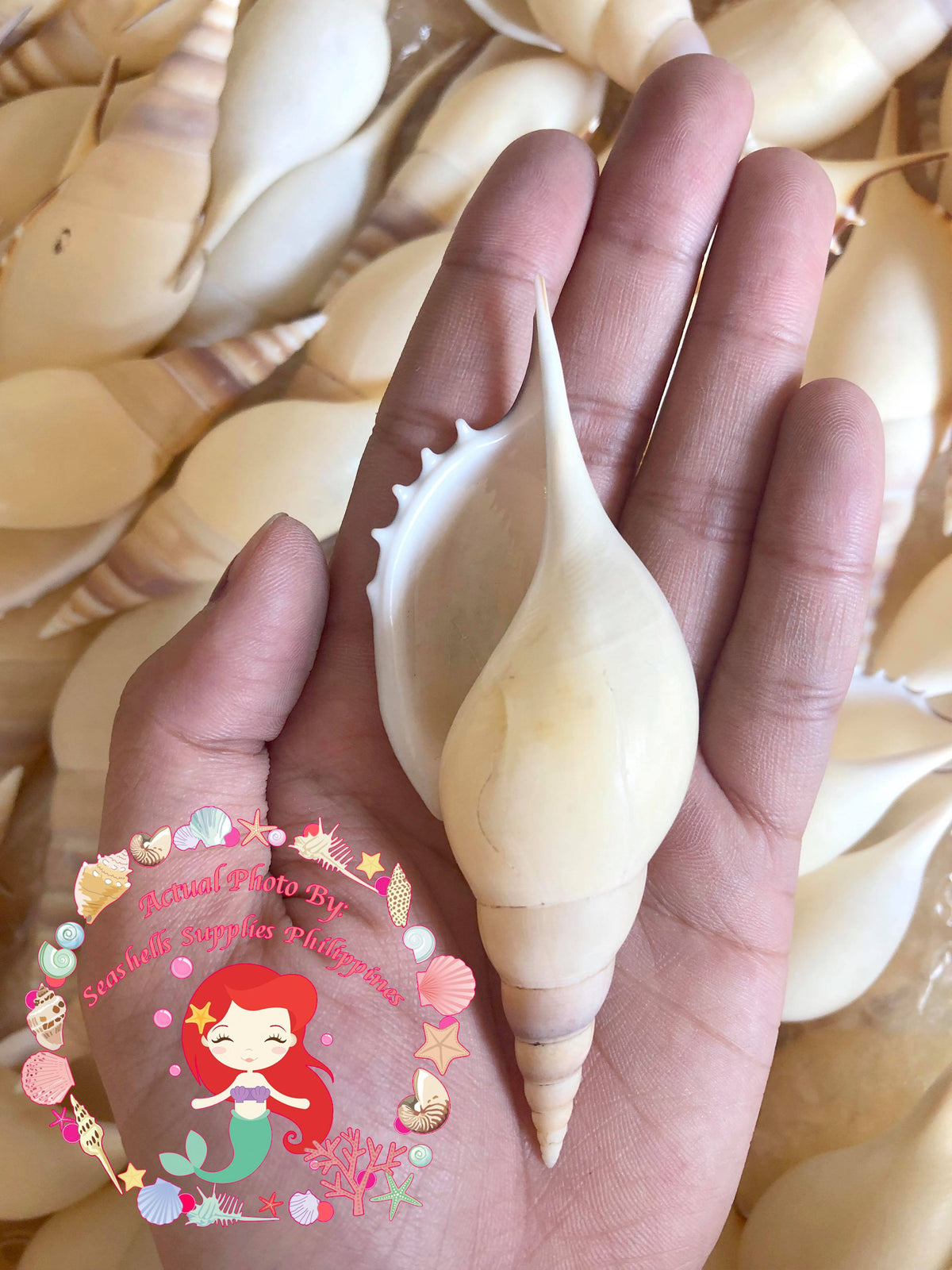 Tibia Martini | Martin's Tibia | Rostellariella Martini | 2 - 6 Inches