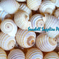 Tonna Allium | Costate Tun | Tonna Allium | 2 - 4 Inches