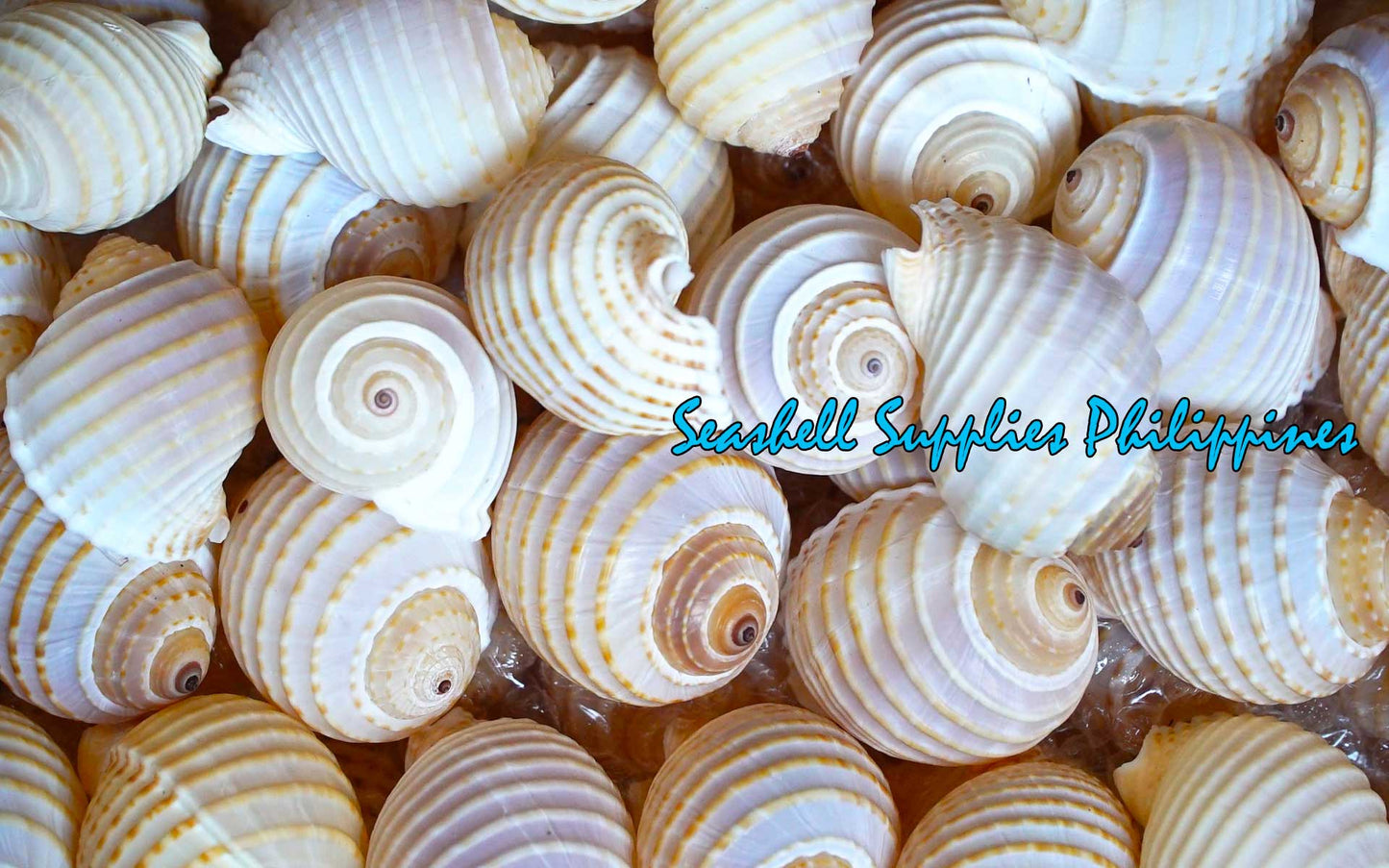 Tonna Allium | Costate Tun | Tonna Allium | 2 - 4 Inches