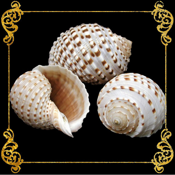 Tonna Tesselata | Mosaic Tun |Tonna Tessellata | 4.5 - 5 Inches