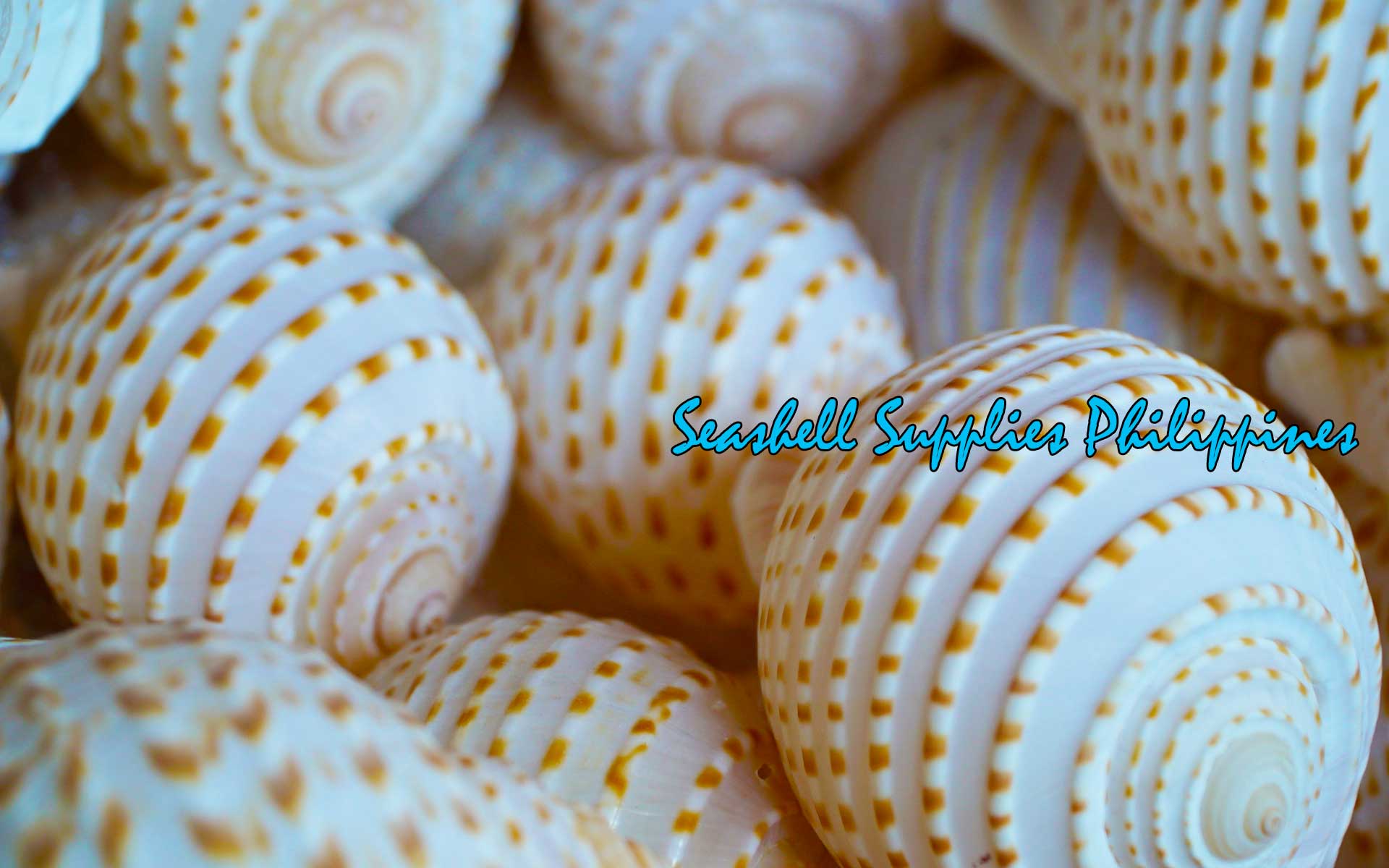 Tonna Tesselata | Mosaic Tun |Tonna Tessellata | 4.5 - 5 Inches