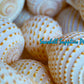 Tonna Tesselata | Mosaic Tun | Tonna Tessellata | 2 - 4 Inches