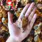 Torrectactus | Chicoreus Torrefactus | Firebrand Murex | 2 - 4 Inches