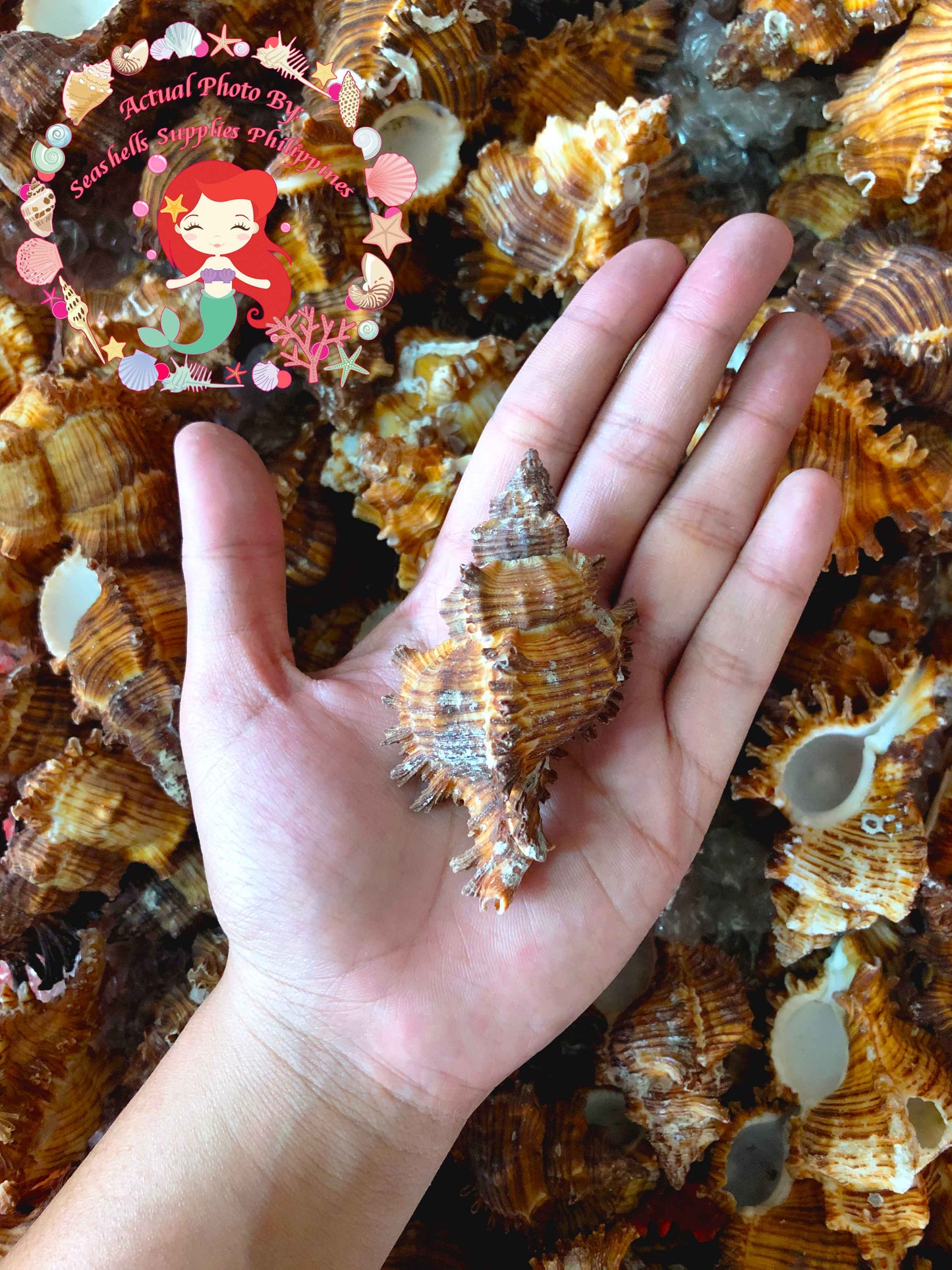 Torrectactus | Chicoreus Torrefactus | Firebrand Murex | 2 - 4 Inches