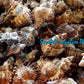 Torrectactus | Chicoreus Torrefactus | Firebrand Murex | 2 - 4 Inches
