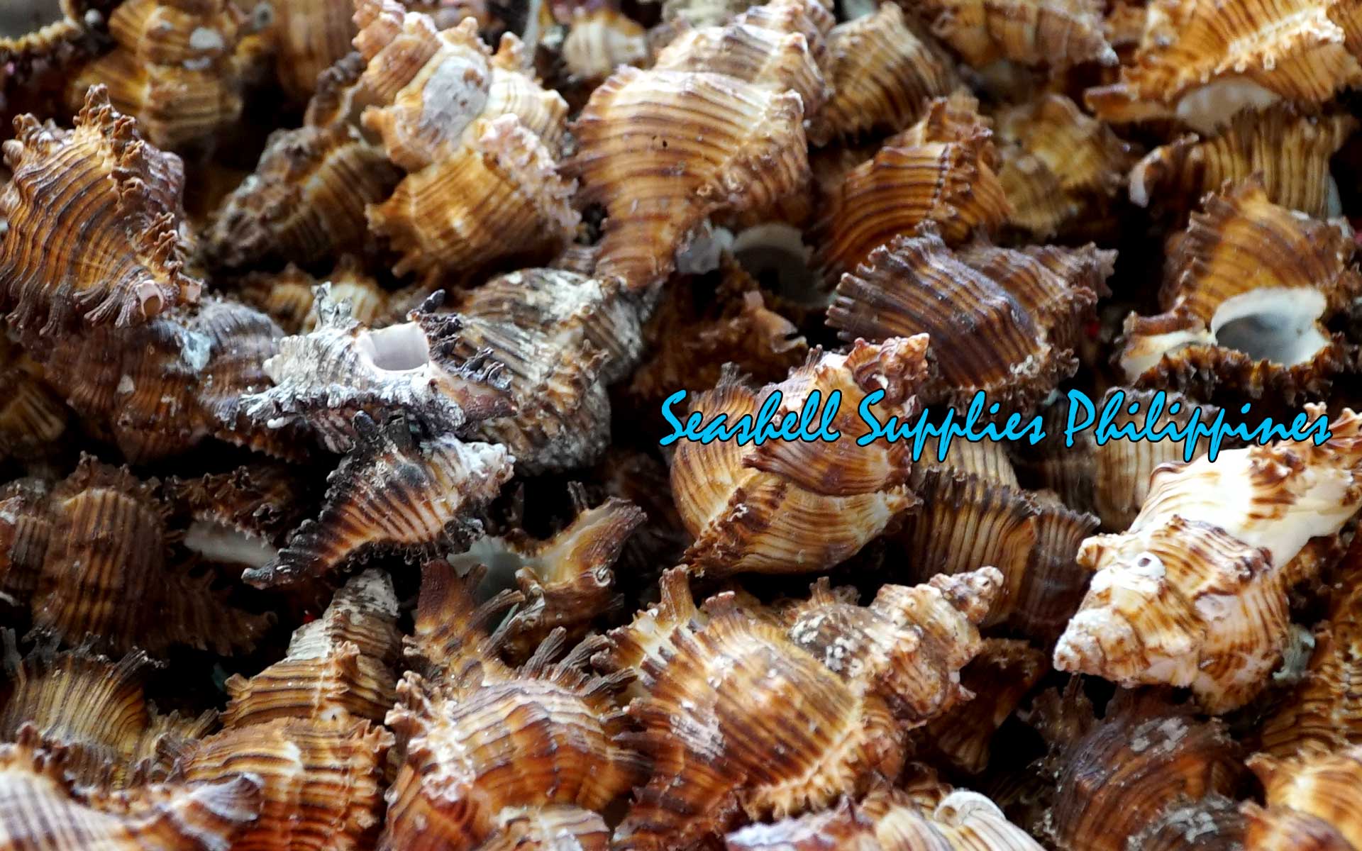 Torrectactus | Chicoreus Torrefactus | Firebrand Murex | 2 - 4 Inches