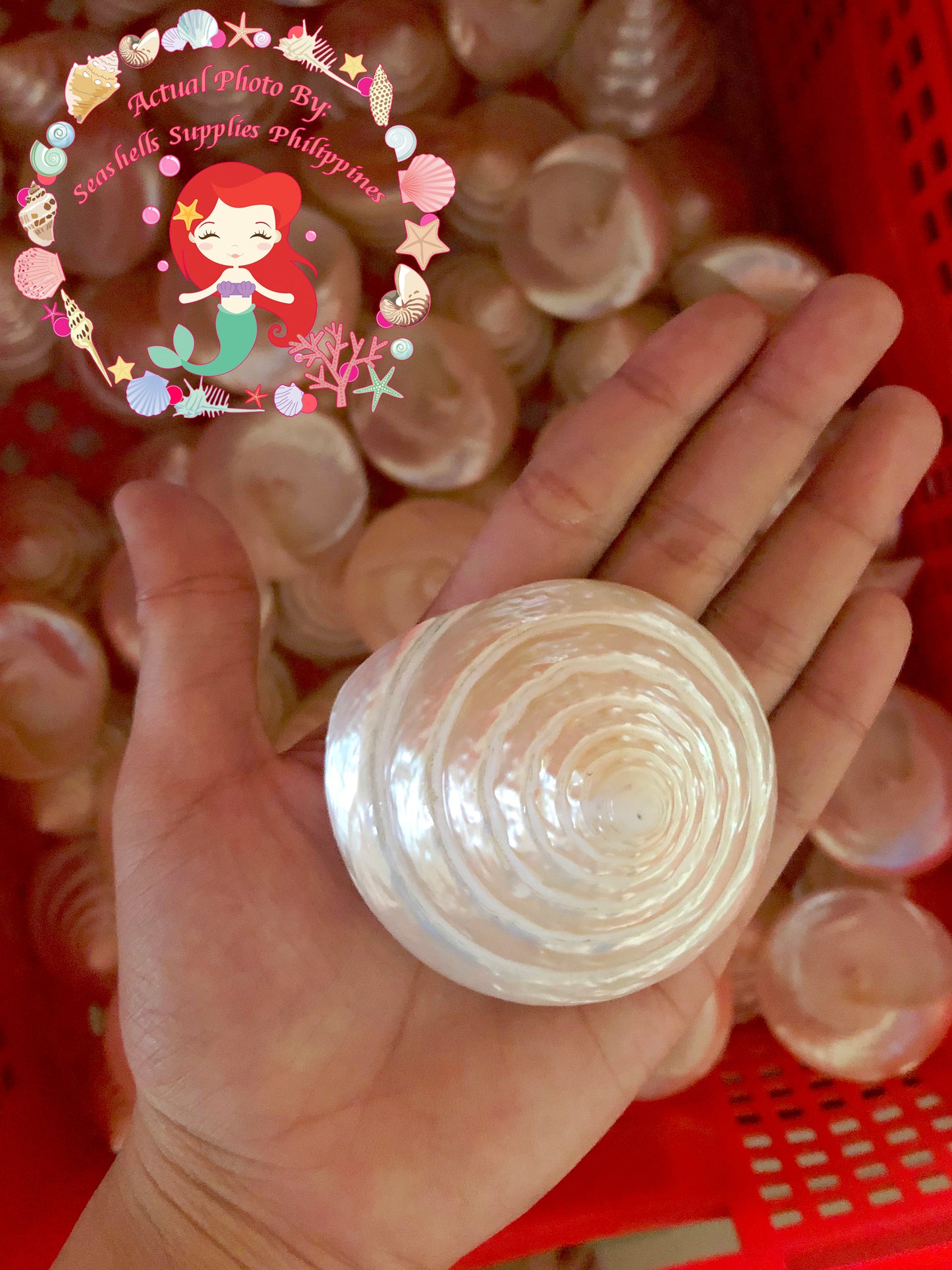 Troca Pearlized White | Shaped Top | Trochnus Conus | 2 - 4 Inches
