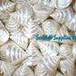 Troca Pearlized White | Shaped Top | Trochnus Conus | 2 - 4 Inches